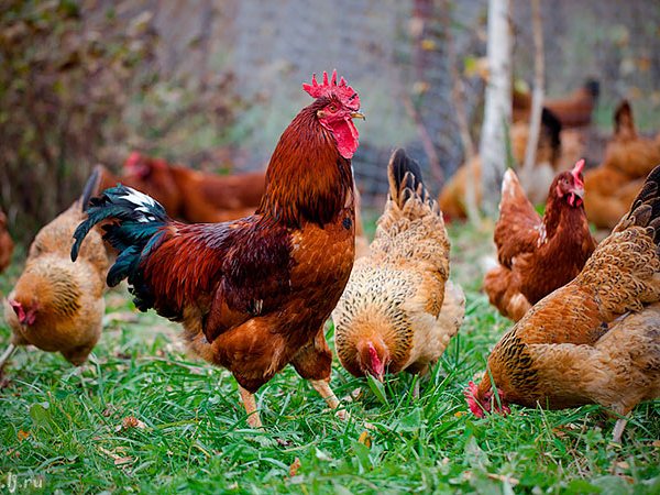 Породы куриц | ЗооТом - продажа, вязка и услуги для животных в Феодосии
