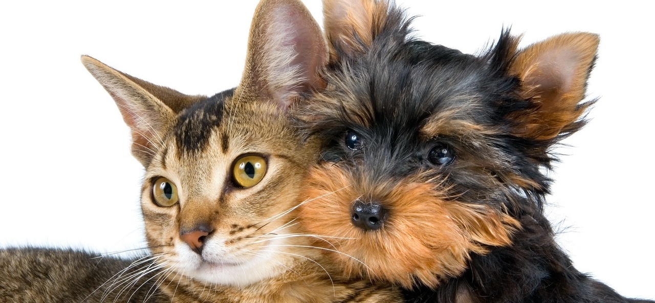 Доска объявлений о животных | ЗооТом - продажа, вязка и услуги для животных в Феодосии