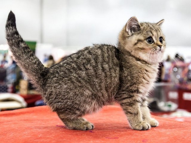 Породы кошек в Феодосии | ЗооТом портал о животных