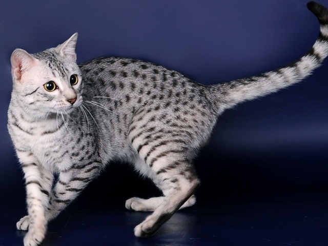 Породы кошек в Феодосии | ЗооТом портал о животных