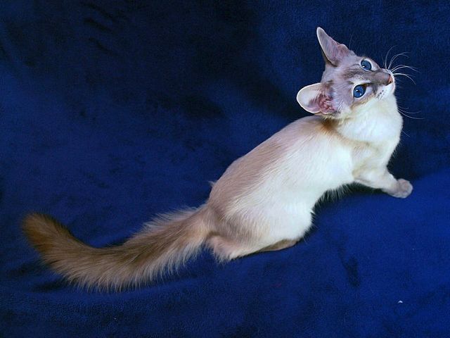 Выведенные породы кошек в Феодосии | ЗооТом портал о животных