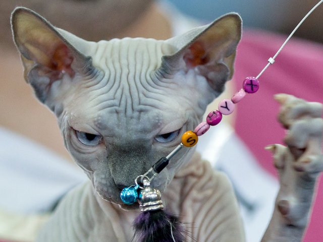 Выставки кошек в Феодосии | ЗооТом портал о животных