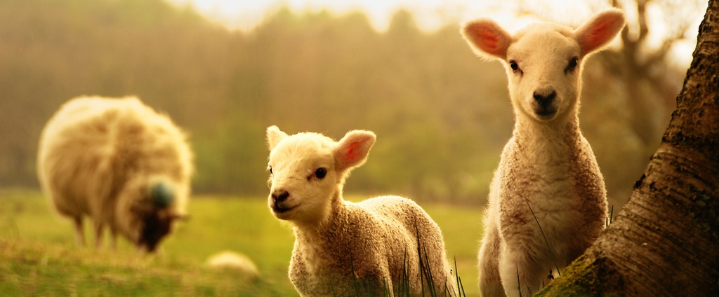Объявления о сельскохозяйственных животных | ЗооТом - продажа, вязка и услуги для животных в Феодосии