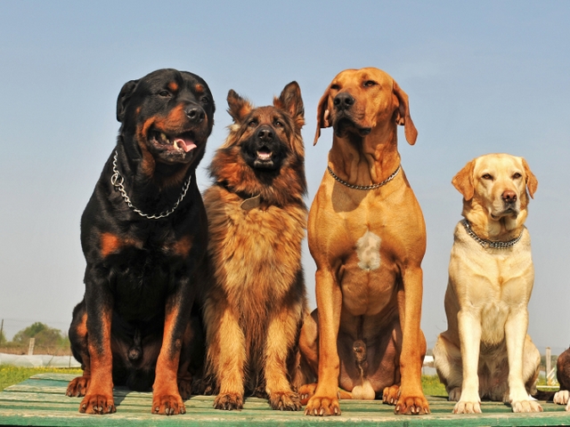 Крупные породы собак в Феодосии | ЗооТом портал о животных